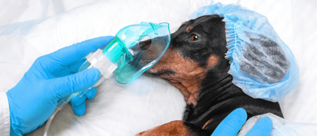 The Risk of Anesthesia in Cats and Dogs