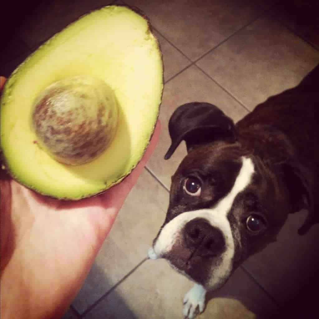 Avocado in person's hand and a dog