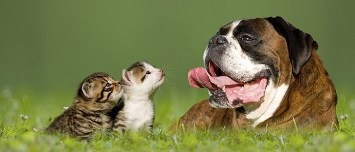 Dog with kittens