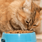 cat eating dry food