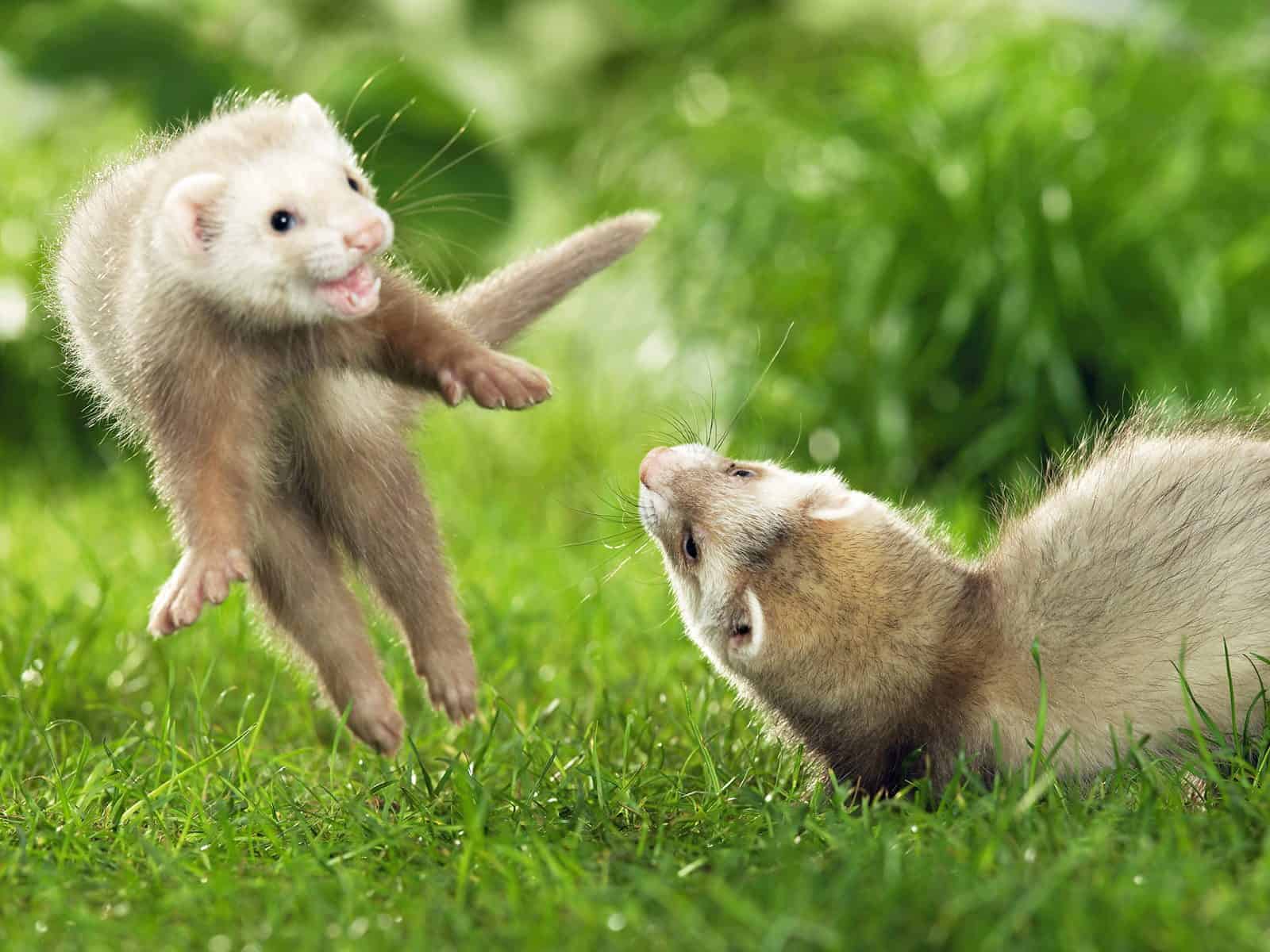 Ferret Care - A Guide to the Basics | VetBabble