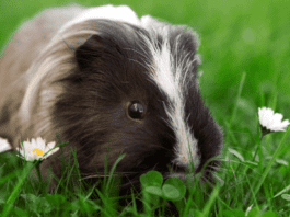Guinea pig in the grass