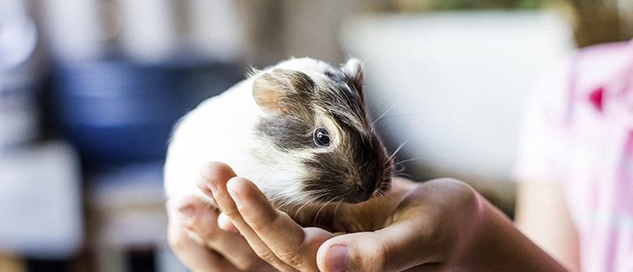 Guinea pig in hand