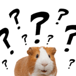guinea pig with questions