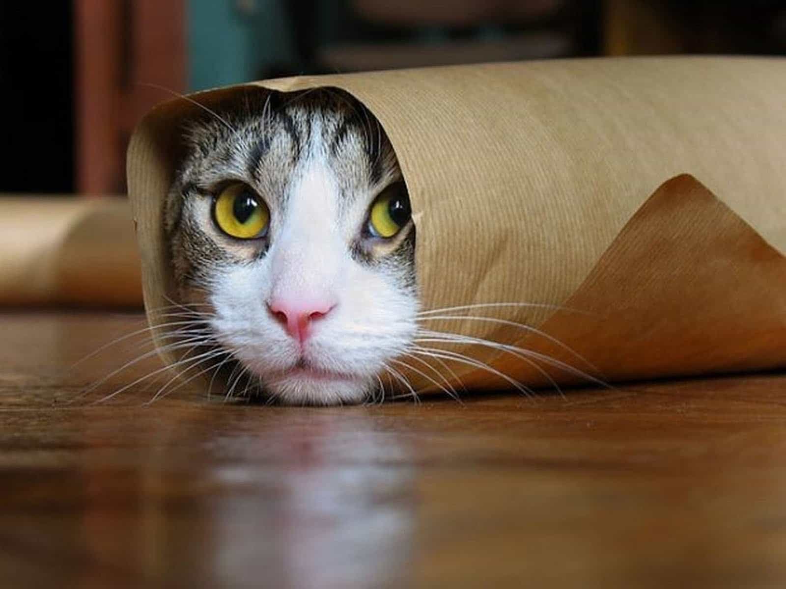 hiding cat
