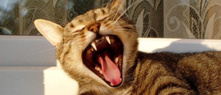 Why Is My Cat Vomiting? What Is Normal and What Is Not VetBabble