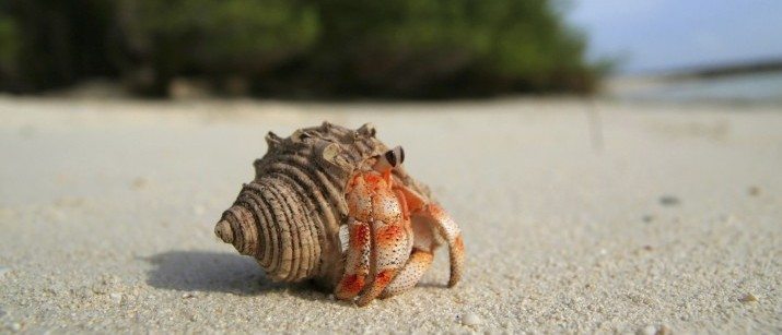 How often do hermit crabs change their shell?
