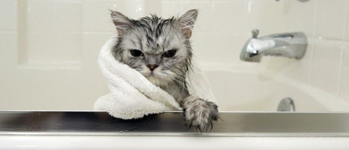 Cat in a bath