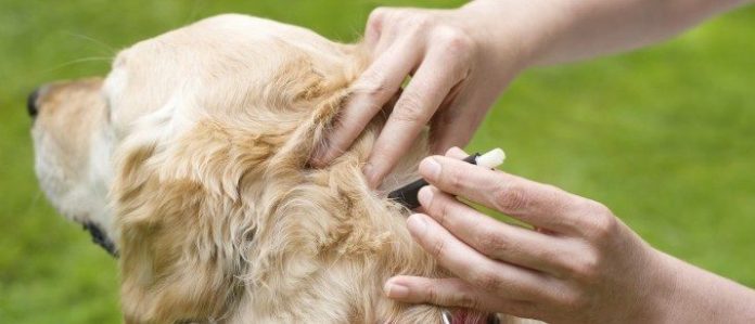 Tick being removed from a dog