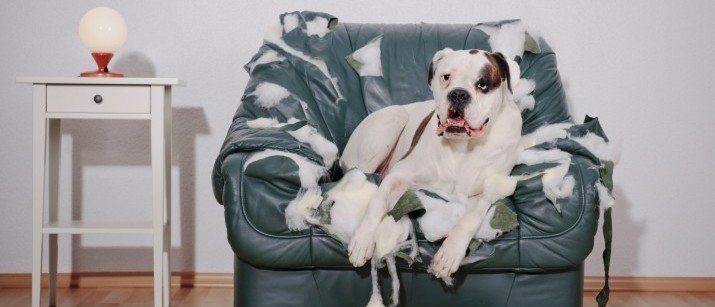 Dog resting on torn armchair