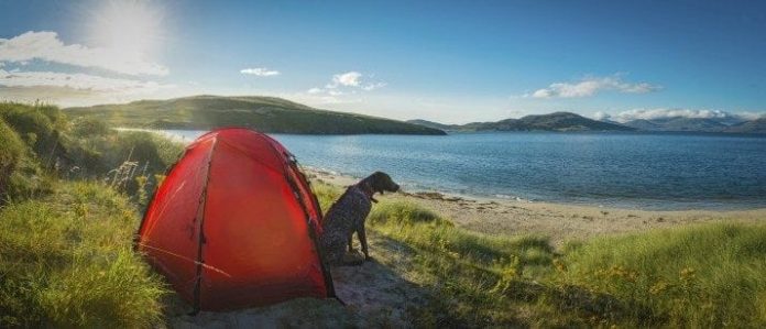 Dog sitting in front of a tent