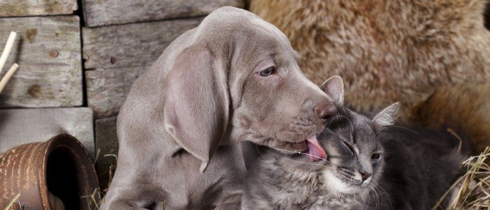 Dog licking cat