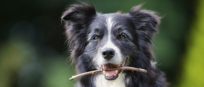 Dog with a stick in mouth
