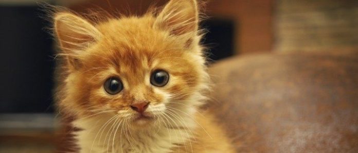 red kitten looking at the camera