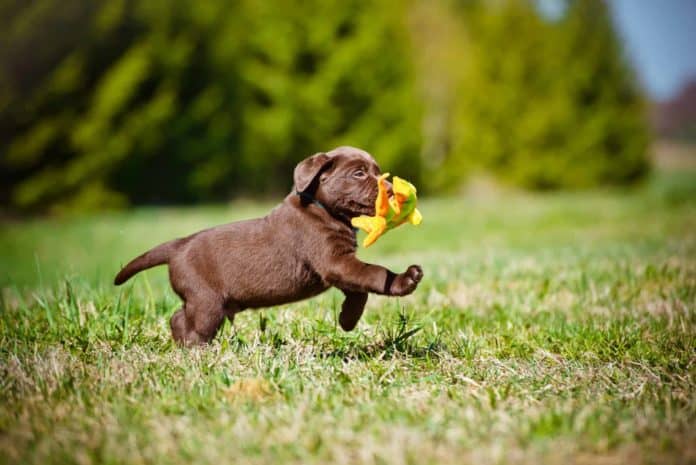 Puppy running outside with a toy