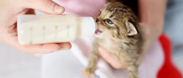 how to take care of orphaned kitten