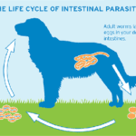 lifecycle_intestinal_parasites_large_vp-article