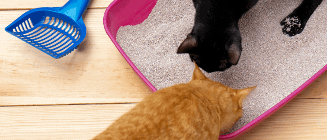 kittens litter tray