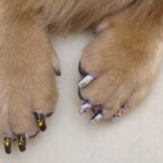 painted-dog-nails