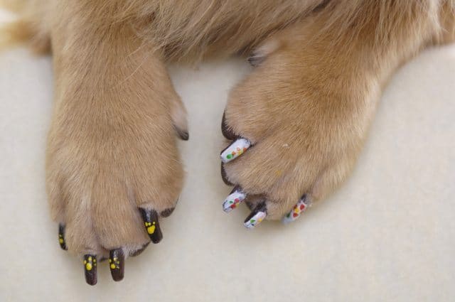 painted dog nails