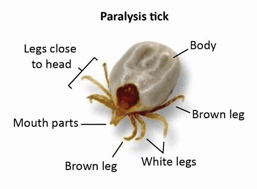 Paralysis tick, showing leg colours.