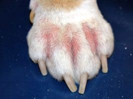 Dog's paw with skin infection
