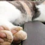 paws-cat-close-up[1]