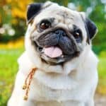 Pug. Breed Info, Photos and Care Guide