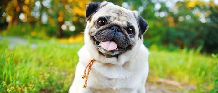 Pug sticking its tongue out in a meadow