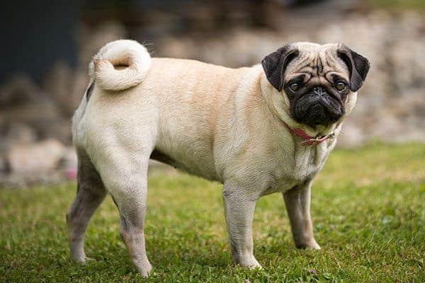 Pug standing in a field