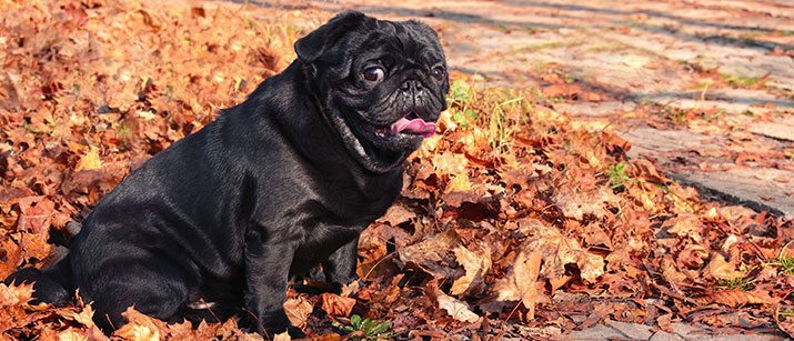Pug siting in fall leaves