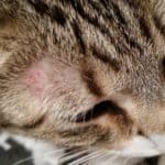 Ringworm in cats