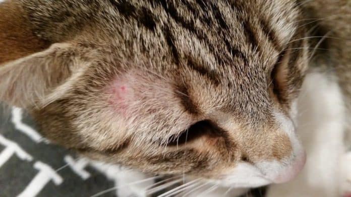 Cat with ringworm