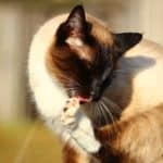 Skin Problems in Cats. Common Causes and Treatment