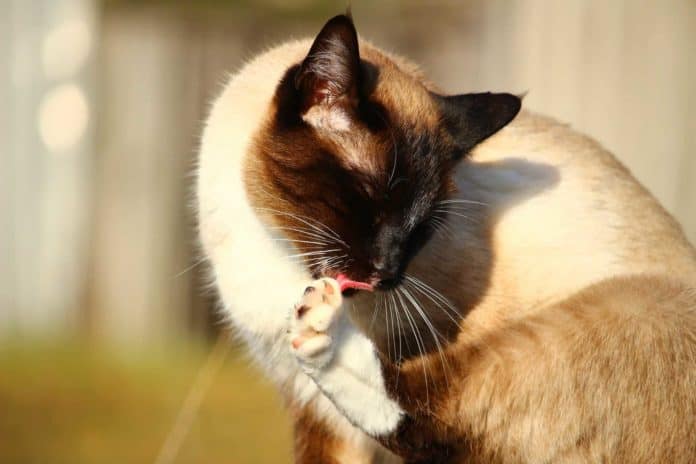 Siamese cat grooming itself