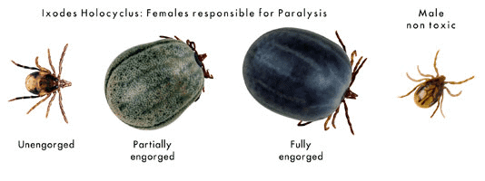 The paralysis tick varies in body colour, so this is not a great way to identify it.