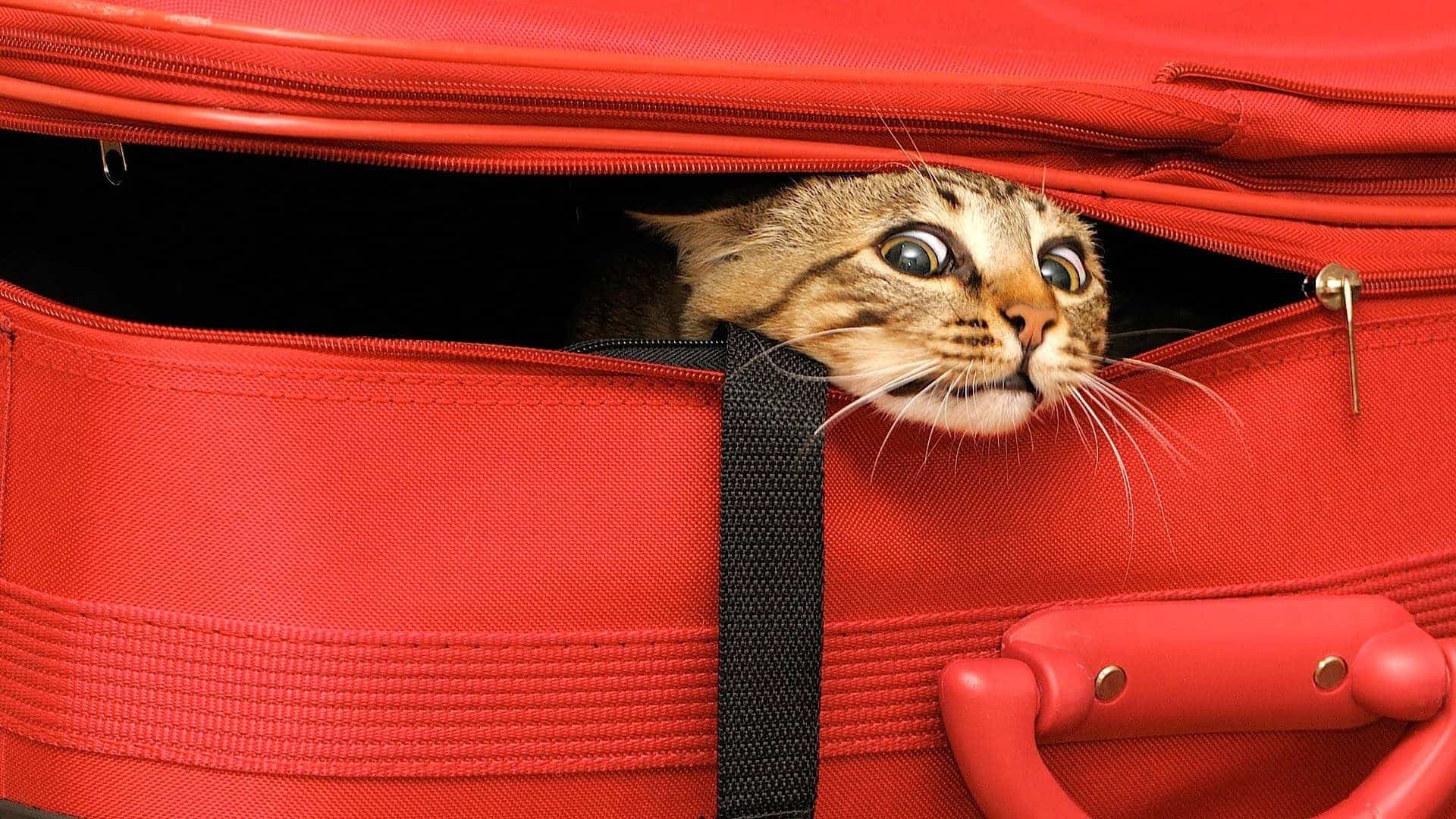 cat doesn't travel well