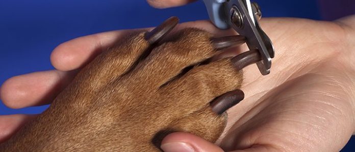 Trimming dog's nails