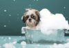 Dog covered in soap foam