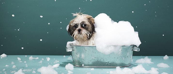 Dog covered in soap foam