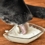 yoghurt for dogs