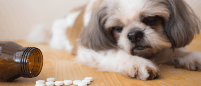 benadryl for pets