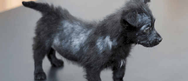 Why is my dog's hair falling out? Alopecia, allergies and other causes hair  loss in dogs. | VetBabble