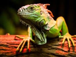 iguana pet care