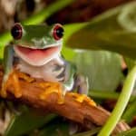 red_eyed_tree_frog