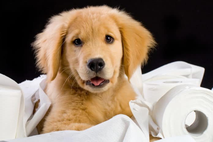 toilet training a puppy in 3 days