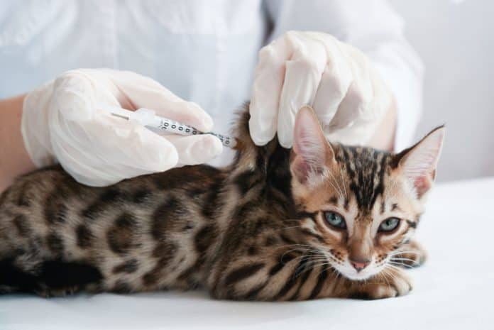 cat vaccines