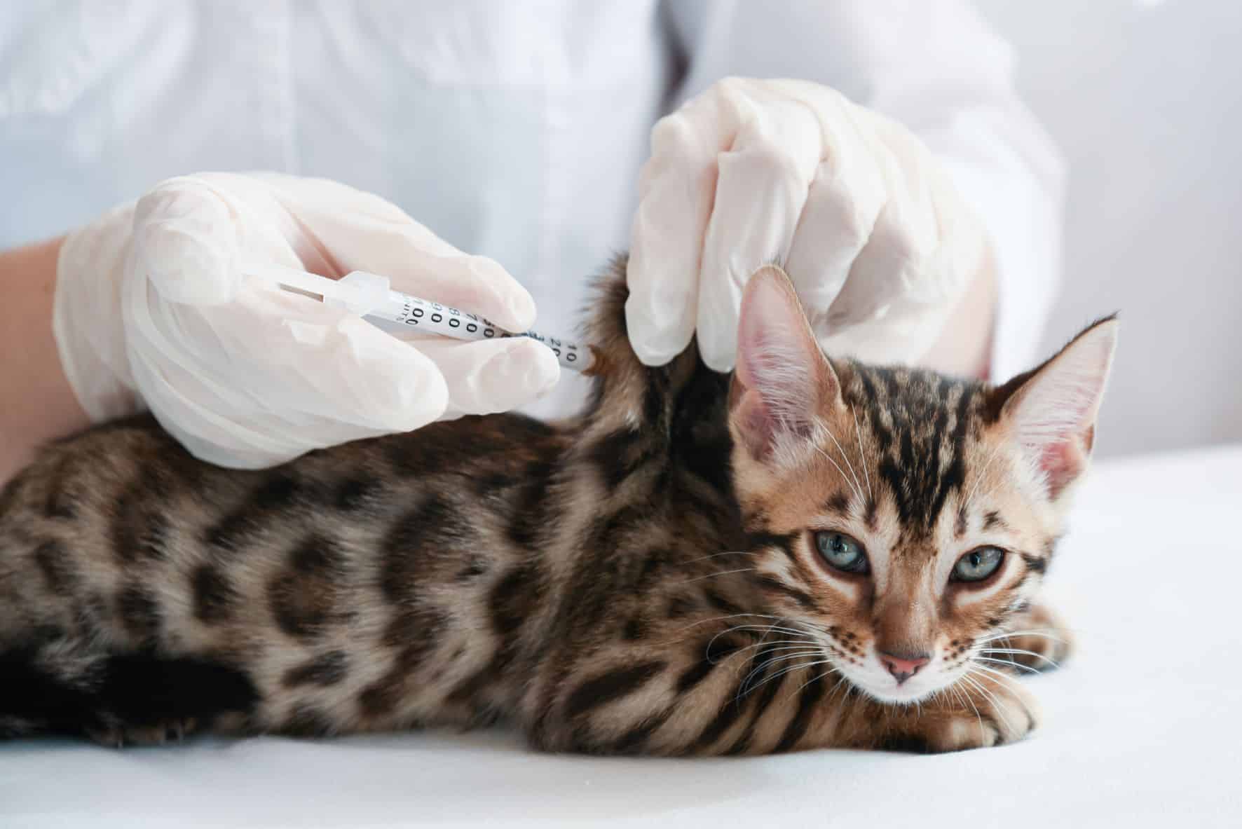cat vaccinated