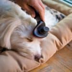 home_dog_grooming