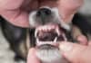 Puppy teeth